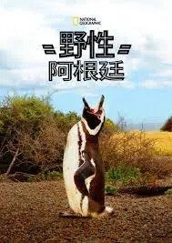 《国家地理 野性阿根廷》：狂风暴雨下的生命赞歌，不是NBA的‘狂风啊暴雨啊’那么简单！